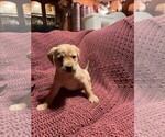 Small Photo #3 Labrador Retriever Puppy For Sale in HALIFAX, PA, USA