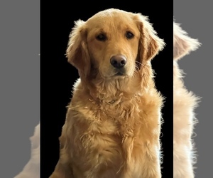 Mother of the Golden Retriever puppies born on 05/10/2025