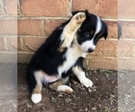 Small Photo #1 Miniature Australian Shepherd Puppy For Sale in FERRUM, VA, USA