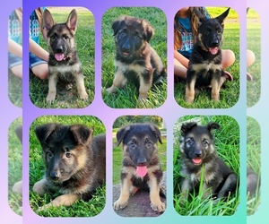 German Shepherd Dog Puppy for sale in VERSAILLES, MO, USA