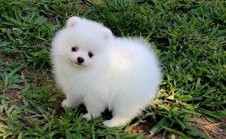 Pomeranian Puppy for sale in ELGIN, AZ, USA