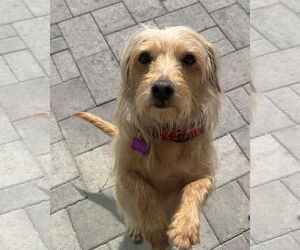 Cairn Terrier-Dandie Dinmont Terrier Mix Dogs for adoption in Phoenix, AZ, USA
