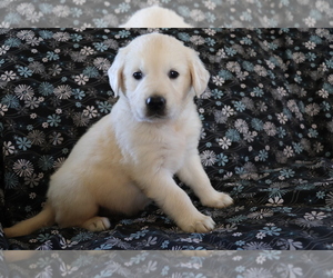 Golden Retriever Puppy for sale in SHILOH, OH, USA