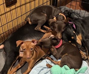 Miniature Pinscher Litter for sale in HIGHLAND, IN, USA