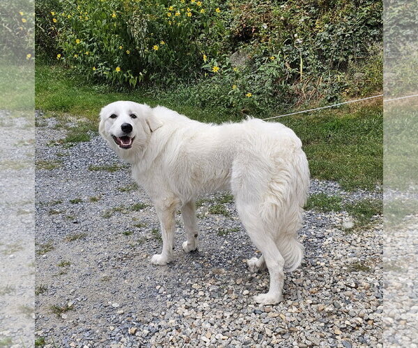 Medium Photo #3 Great Pyrenees Puppy For Sale in Croydon, NH, USA