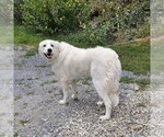 Small #2 Great Pyrenees