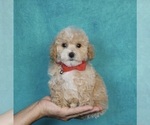 Small Photo #1 Bichpoo Puppy For Sale in WARSAW, IN, USA