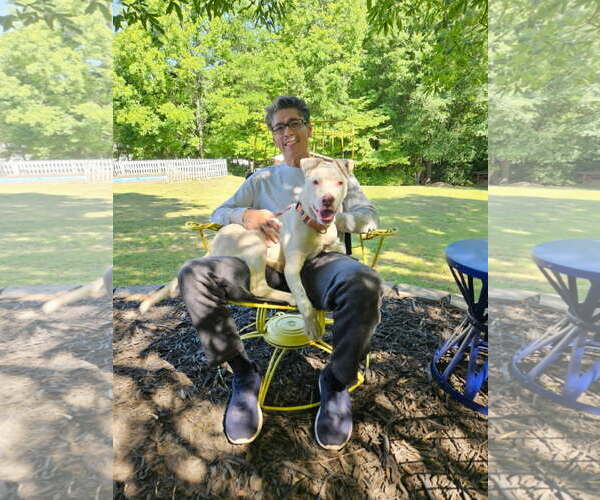 Medium Photo #7 American Staffordshire Terrier-Unknown Mix Puppy For Sale in Arlington, VA, USA