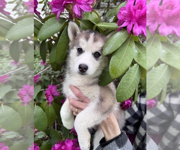 Medium Photo #5 Pomsky Puppy For Sale in VENUS, PA, USA