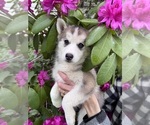 Small #4 Pomsky