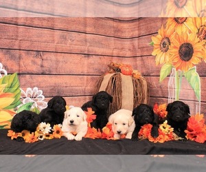 English Shepherd-Poodle (Standard) Mix Puppy for sale in COTTONDALE, AL, USA