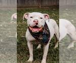 Small #16 American Pit Bull Terrier Mix