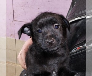 Jack Russell Terrier-Schipperke Mix Dog for Adoption in HEPPNER, Oregon USA