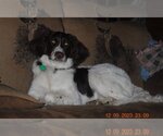 Small Photo #3 Brittany Puppy For Sale in Curwensville, PA, USA