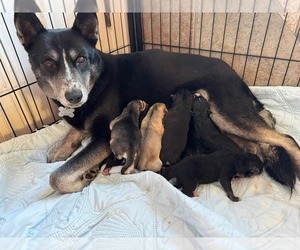 Medina - Female Siberian Husky-Unknown Mix Dog for Adoption - Photo #2