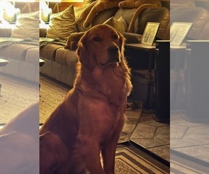 Father of the Golden Retriever puppies born on 10/23/2025