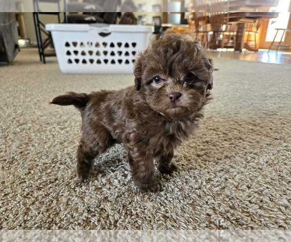 Medium Photo #3 ShihPoo Puppy For Sale in CARLYLE, IL, USA