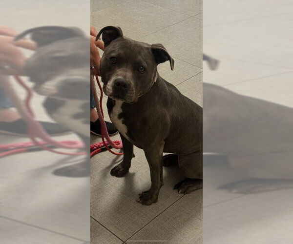 Medium Photo #1 American Pit Bull Terrier Puppy For Sale in Rancho Cucamonga, CA, USA
