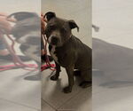 Small American Pit Bull Terrier