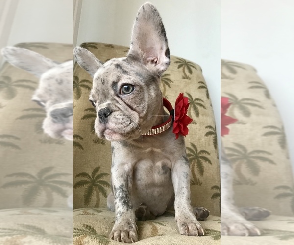 Medium Photo #3 French Bulldog Puppy For Sale in COCOA, FL, USA