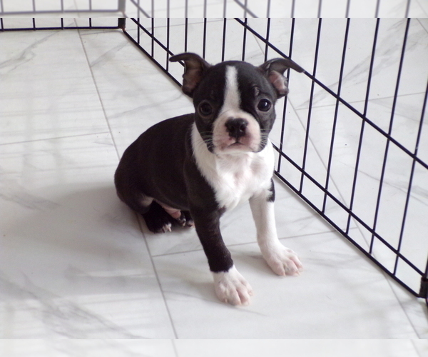 Medium Photo #8 Boston Terrier Puppy For Sale in MONROE, NH, USA