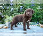 Puppy Tilly Labrador Retriever