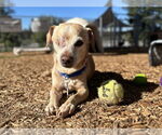Small Chihuahua Mix