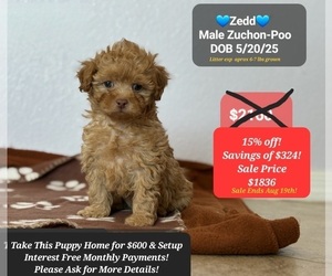 Poodle (Toy)-Zuchon Mix Puppy for sale in TUCSON, AZ, USA
