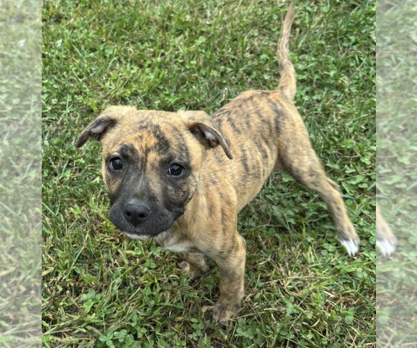 Medium Photo #11 American Pit Bull Terrier-Unknown Mix Puppy For Sale in Brewster, NY, USA