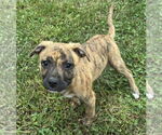 Small #10 American Pit Bull Terrier Mix