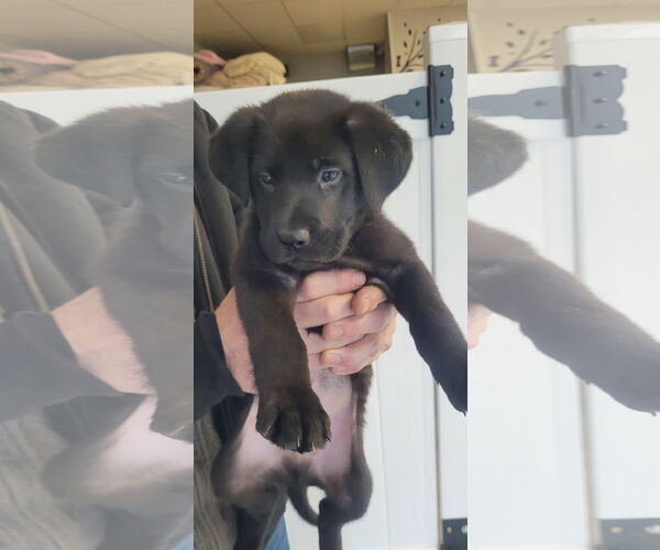 Medium Photo #1 Labrador Retriever Puppy For Sale in Jenkintown, PA, USA