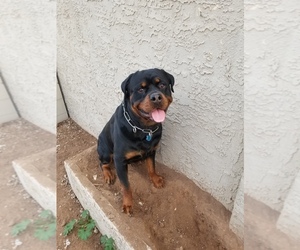 Father of the Rottweiler puppies born on 05/30/2019