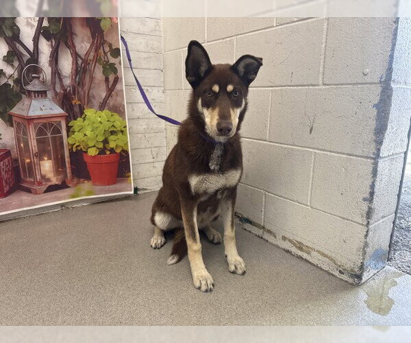 Medium Photo #1 Shiba Inu-Siberian Husky Mix Puppy For Sale in San Bernardino, CA, USA