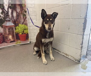 Shiba Inu-Siberian Husky Mix Dogs for adoption in San Bernardino, CA, USA