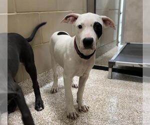 Medium American Pit Bull Terrier