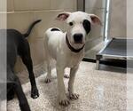 Small American Pit Bull Terrier