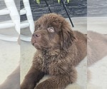 Small #8 Newfoundland
