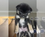 Small #8 Shiba Inu