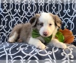 Small Photo #14 Australian Shepherd Puppy For Sale in LAKELAND, FL, USA