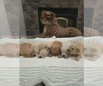 Small #2 English Cream Golden Retriever