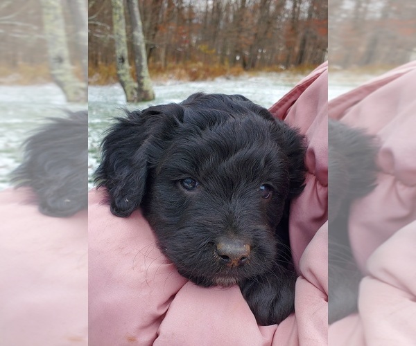 Medium Photo #5 Cattle Doodle Puppy For Sale in ATHENS TOWNSHIP, PA, USA