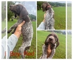 Puppy Male Red German Shorthaired Pointer