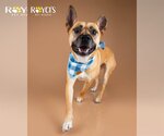 Small German Shepherd Dog Mix