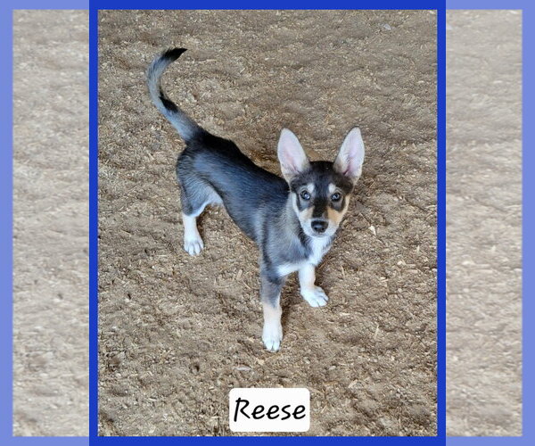 Medium Photo #1 Aussie Siberian Puppy For Sale in Granbury, TX, USA