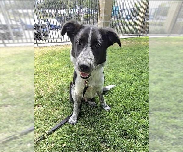 Medium Photo #1 Texas Heeler Puppy For Sale in Riverside, CA, USA