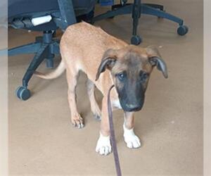 Mutt Dogs for adoption in Chula Vista, CA, USA