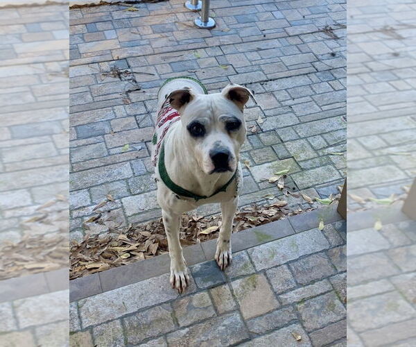 Medium Photo #2 American Staffordshire Terrier-Labrador Retriever Mix Puppy For Sale in Brewster, NY, USA