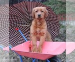 Small Photo #2 Golden Irish Puppy For Sale in JONES, MI, USA