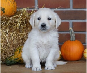 English Cream Golden Retriever Puppy for sale in FREDERICKSBG, OH, USA