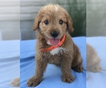 Small Photo #5 Miniature Labradoodle Puppy For Sale in BOWLING GREEN, KY, USA